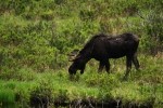 RMNP Majestic Moose