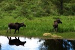 RMNP Playful Moosen