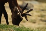 RMNP Elk Grazing