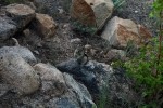 RMNP Golden-Mantled Ground Squirrel