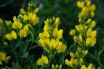 RMNP Mountain Golden Pea