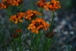 RMNP Orange Wallflowers