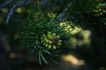 RMNP Budding Pine Cones