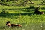 RMNP Resting Elk
