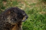 RMNP Yellow Bellied Marmot