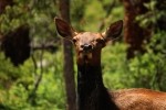 RMNP Female Elk