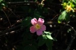 RMNP Pink Wild Rose