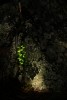 RMNP Silhouetted Plant