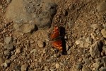 RMNP Hoary Comma Butterfly