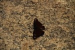 RMNP Mourning Cloak Butterfly