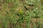 RMNP Broad-Tailed Hummingbird