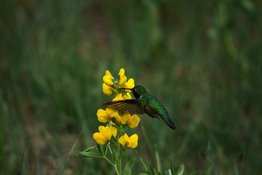 RMNP Broad-Tailed Hummingbird