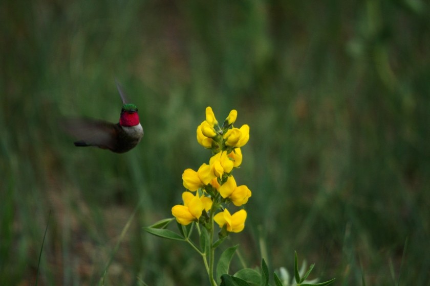 RMNP Broad-Tailed Hummingbird