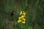 RMNP Broad-Tailed Hummingbird