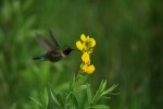 RMNP Broad-Tailed Hummingbird