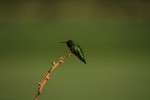 RMNP Broad-Tailed Hummingbird