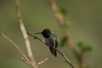 RMNP Broad-Tailed Hummingbird