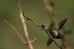 RMNP Broad-Tailed Hummingbird