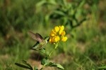 RMNP Broad-Tailed Hummingbird