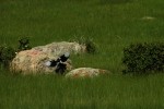 RMNP Magpie