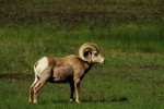 RMNP Bighorn Sheep