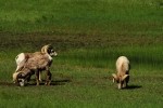 RMNP Bighorn Sheep