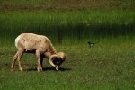 RMNP Bighorn Sheep