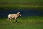 RMNP Bighorn Sheep