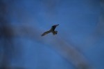 RMNP Osprey