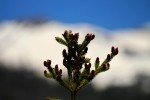 RMNP Engelmann Spruce Baby Pine Cones