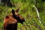 RMNP Baby Moose