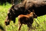 RMNP Cow And Calf Moose