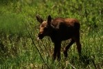 Little Moose Raspberries