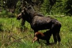 RMNP Moose Calf Nursing