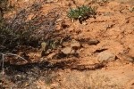 Zion NP Chipmunk