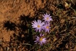 Zion NP Purple Aster