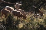 Zion NP Desert Bighorn Sheep