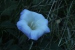 Zion NP Sacred Datura