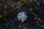 Zion NP Fragrant Sand Verbena