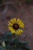 Zion NP Common Sunflower
