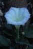 Sacred Datura in Zion NP