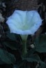 Zion NP Sacred Datura