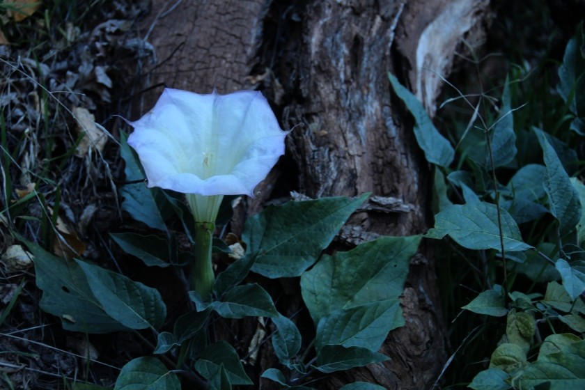 Zion NP Sacred Datura