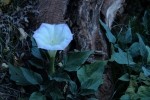 Zion NP Sacred Datura