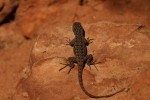 Zion NP Plateau Lizard