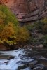 Zion NP Virgin River