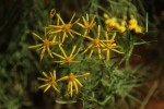 Zion NP Hairy Goldenaster