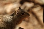 Zion NP Rock Squirrel