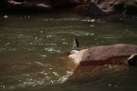 Zion NP American Dipper