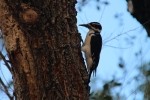 Zion NP Hairy Woodpecker